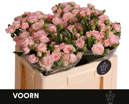 Spray Rose - Rosa - Aerobic
