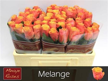 Rose - Rosa - Mélange