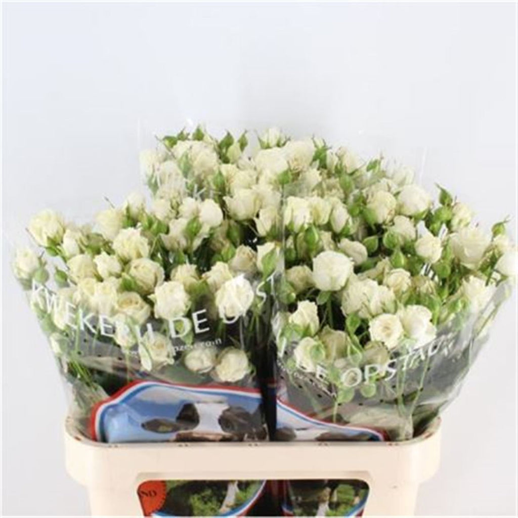 Spray Rose - Rosa - White Balloons+