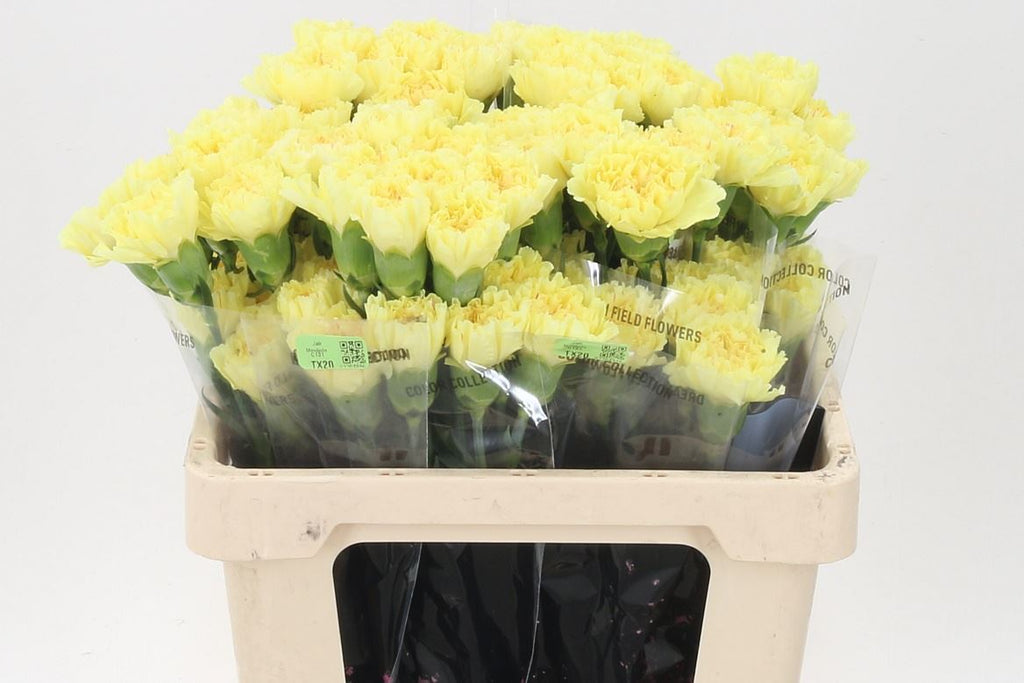 Carnation Standard Diletta