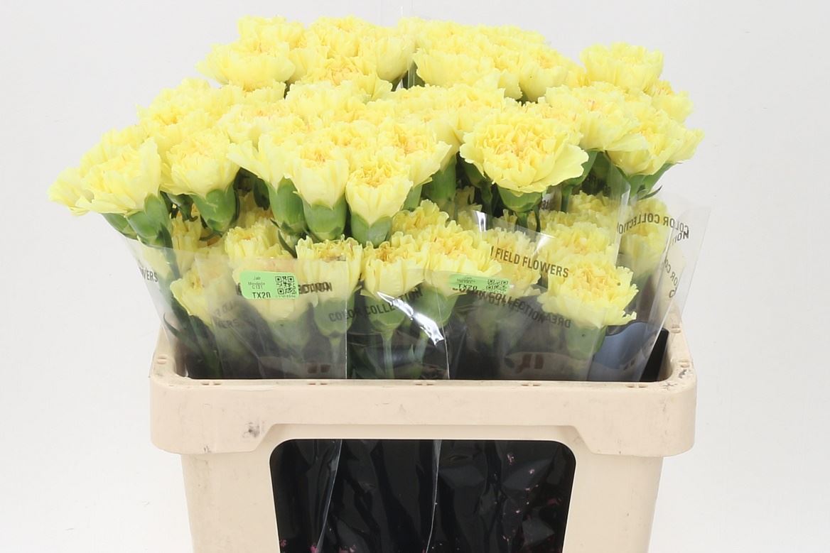 Carnation Standard Diletta