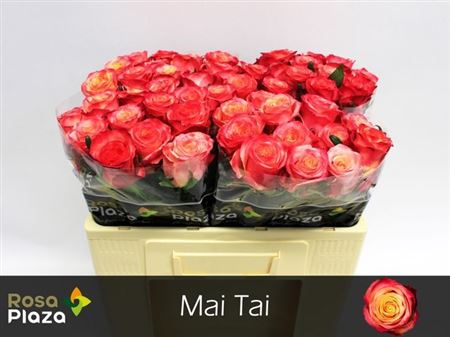 Rose - Rosa - Mai Tai
