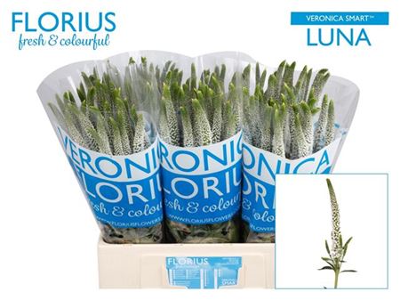 White Veronica ‘Allluna’ – 60cm Stems