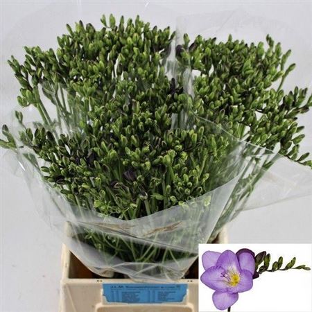 Freesia - Freesia - Delta River