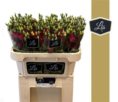 Lisianthus Arosa Red
