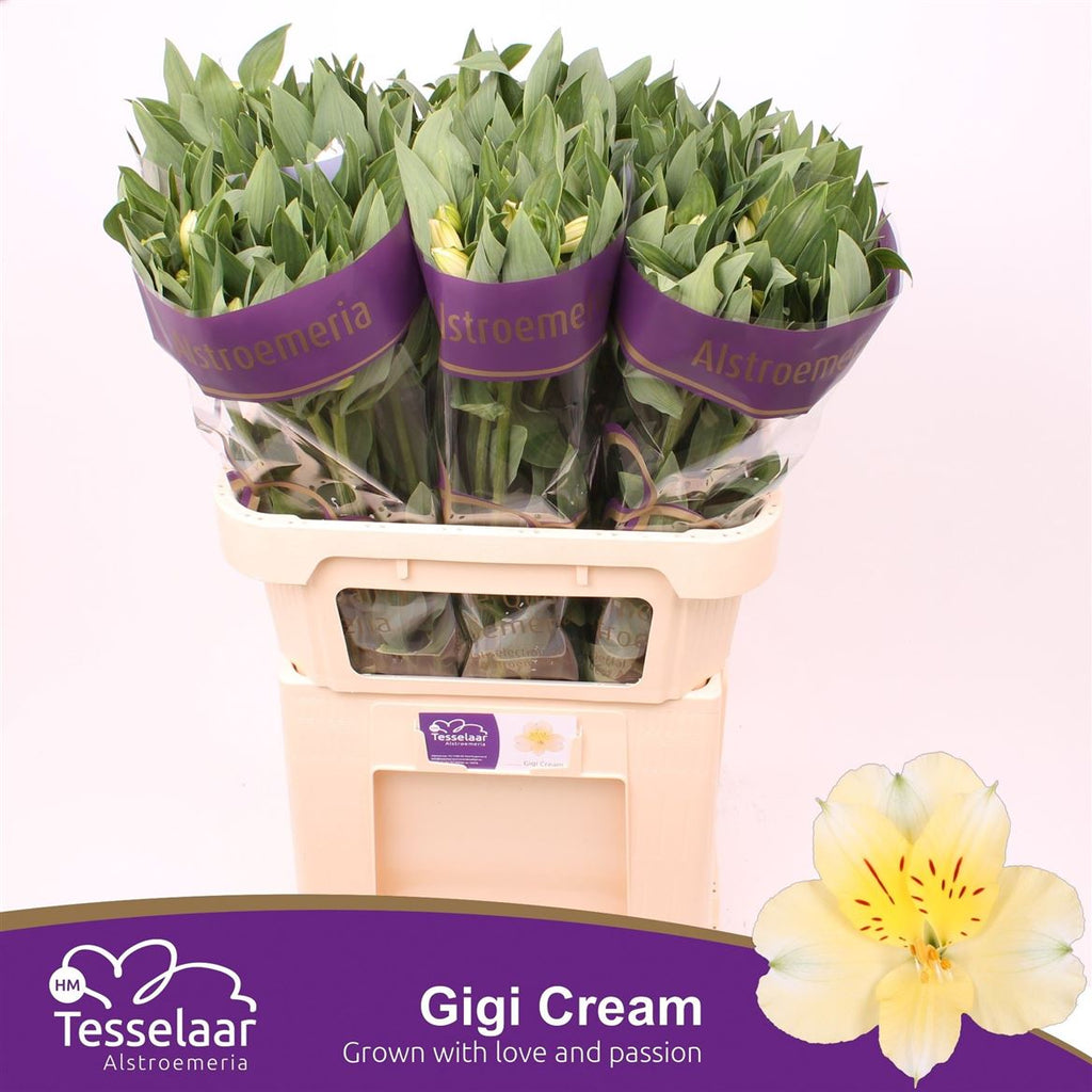 Alstroemeria Gigi Cream