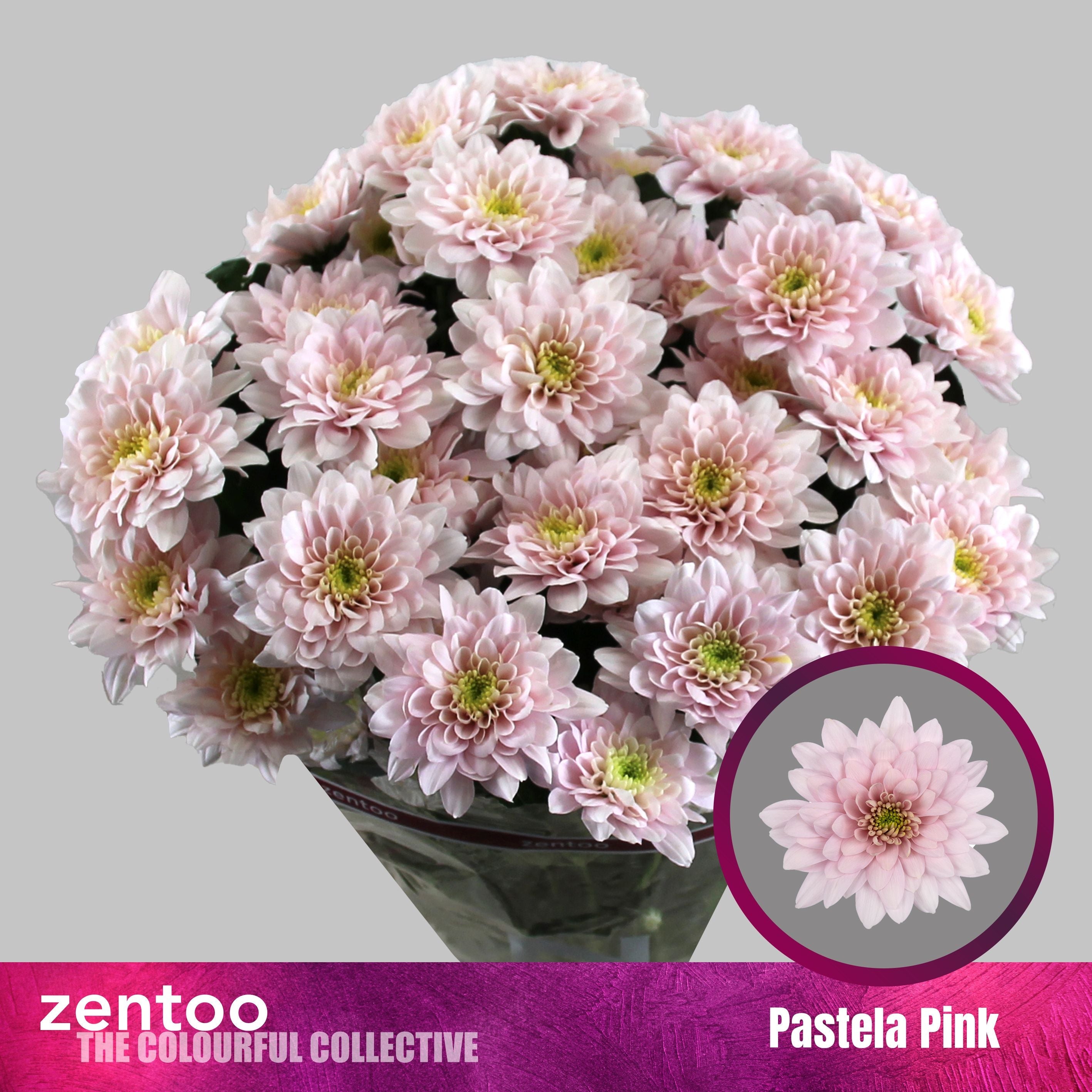Spray Chrysanthemum - Chrysanthemum - Pastela Pink