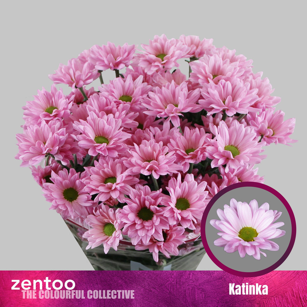 Spray Chrysanthemum - Chrysanthemum - Katinka