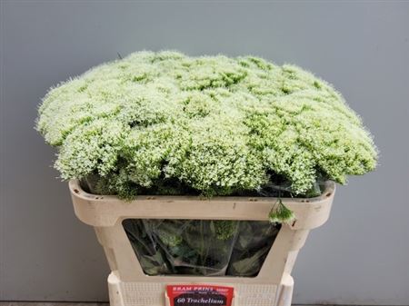 White Trachelium ‘Snowlake’ Cut Stems – 70cm