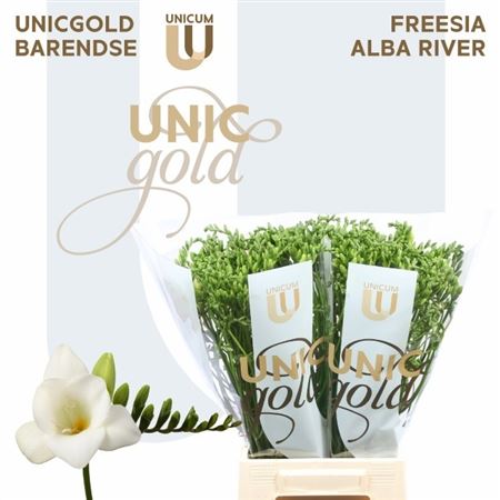 Freesia - Freesia - Alba River