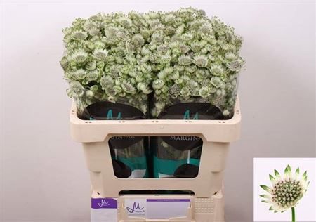 White Astrantia ‘Star of Billion’ – 50cm Stems