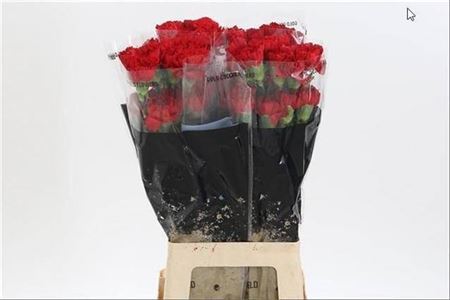 Carnation Standard Don Pedro