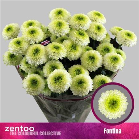Spray Chrysanthemum - Chrysanthemum - Fontina