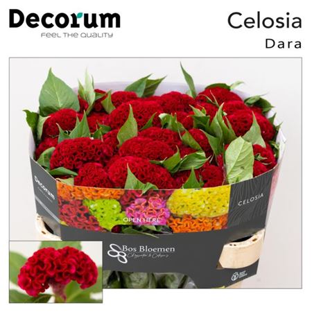 Red Celosia ‘Act Dara’ Cut Flowers – 72cm Stems