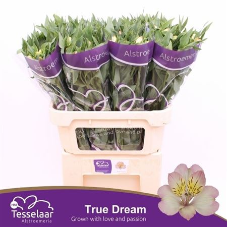 Alstroemeria True Dream