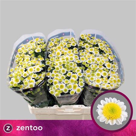 Santini Chrysanthemum - Chrysanthemum - Sun Up