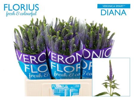 Blue Veronica ‘Smart Diana’ – 60cm Stems
