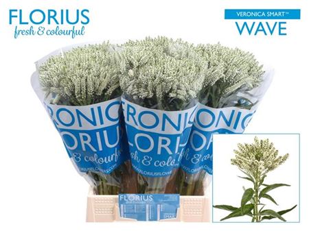 White Veronica Smart Wave Cut Flowers – 50cm Stems