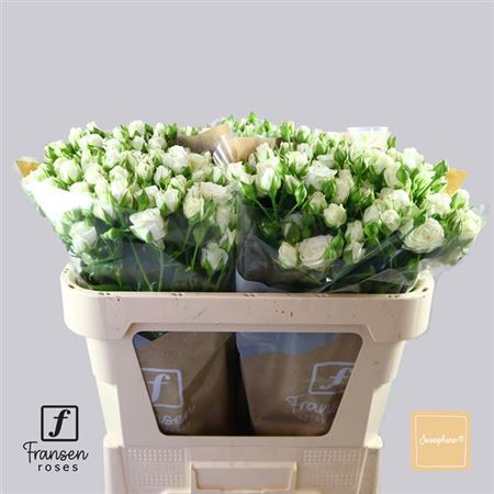 Spray Rose - Rosa - Josephine