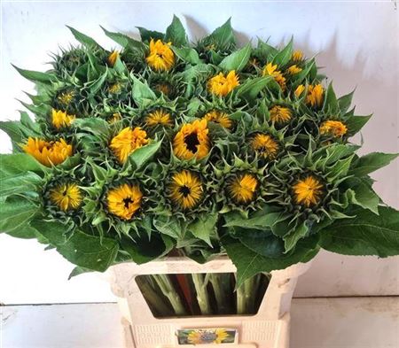 Sunrich Orange Sunflower Stems – 60cm