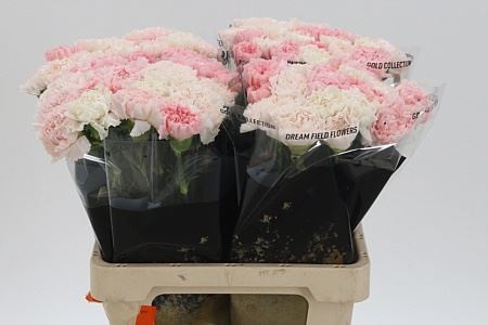 Carnation Standard Mix Marriage