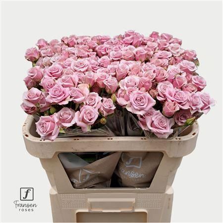Spray Rose - Rosa - Leila