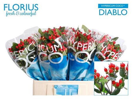 Red Hypericum Coco Diablo Cut Flowers – 60cm Stems