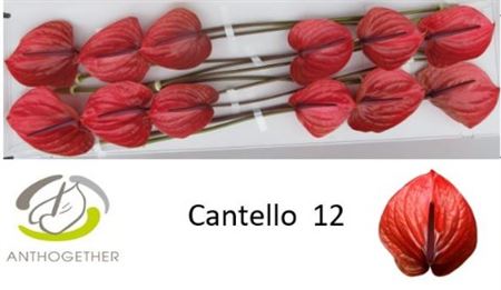 Red Anthurium Anthiqdo – 40cm Stems