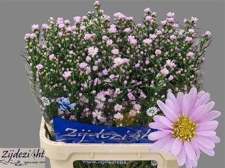 Purple Aster Claudia Cut Stems – 80cm