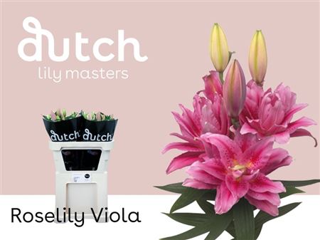Double Lily - Lilium - Roselily Viola