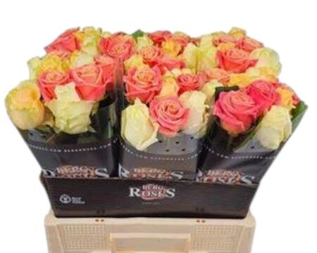 Rose - Rosa - Avalanche