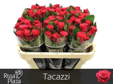 Rose - Rosa - Tacazzi+