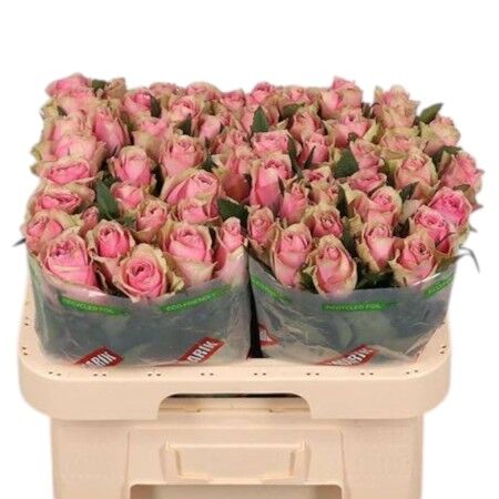 Rose - Athena Royale