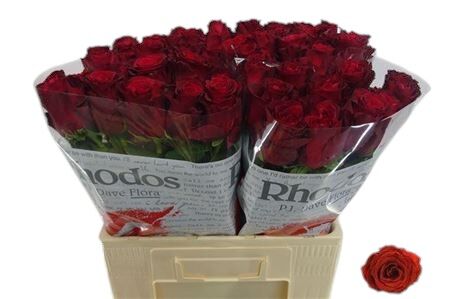 Rose - Rosa - Rhodos