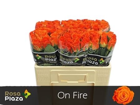 Rose - Rosa - On Fire