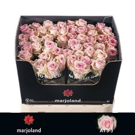 Rose - Rosa - Sweet Dolomiti