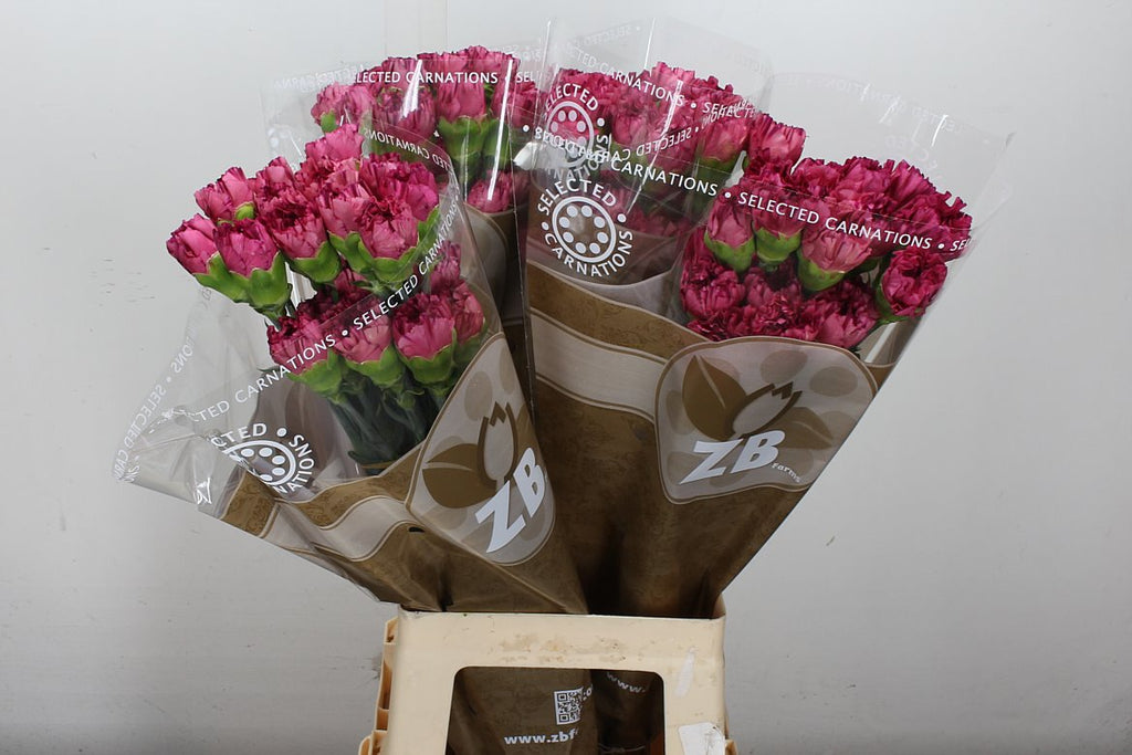 Carnation Standard Bernard
