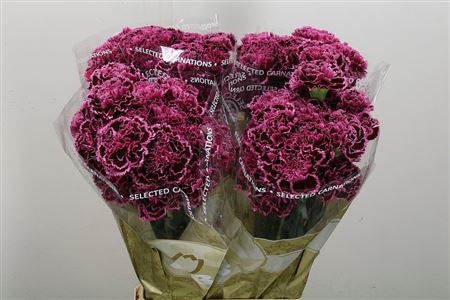 Carnation Standard Nobbio Burgundy