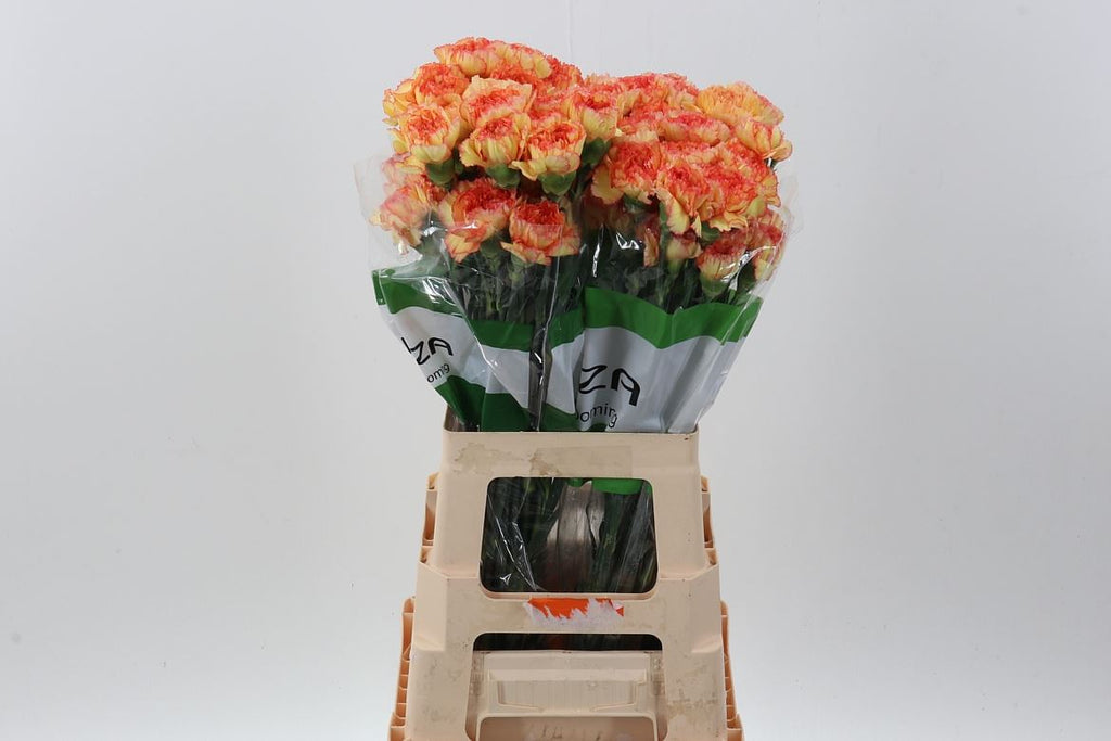 Carnation Standard Boiro