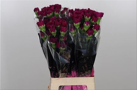 Carnation Standard Golem