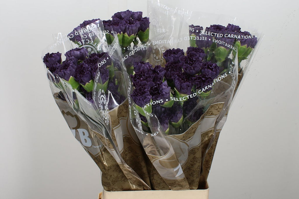 Carnation Standard Extasis