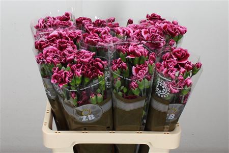 Carnation Spray Berry