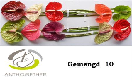 Mixed Anthurium Cut Flowers – 45cm Stems, Bunch of 10