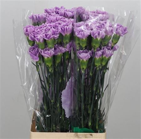 Carnation Standard Florigene Moonaqua
