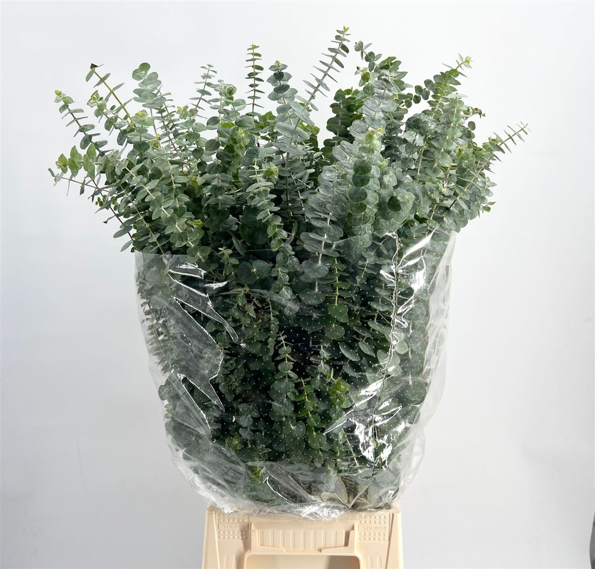 Eucalyptus - Eucalyptus - Baby Blue