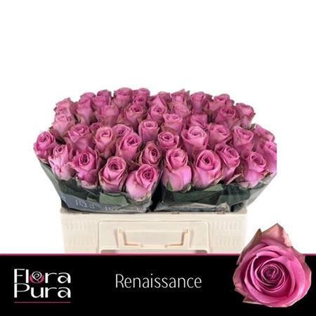Rose - Rosa - Renaissance