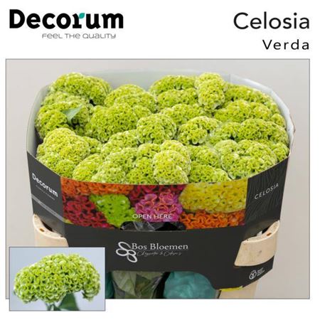 Celosia Act Verda (20 Stems)