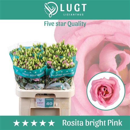 Lisianthus Rosita Champagne