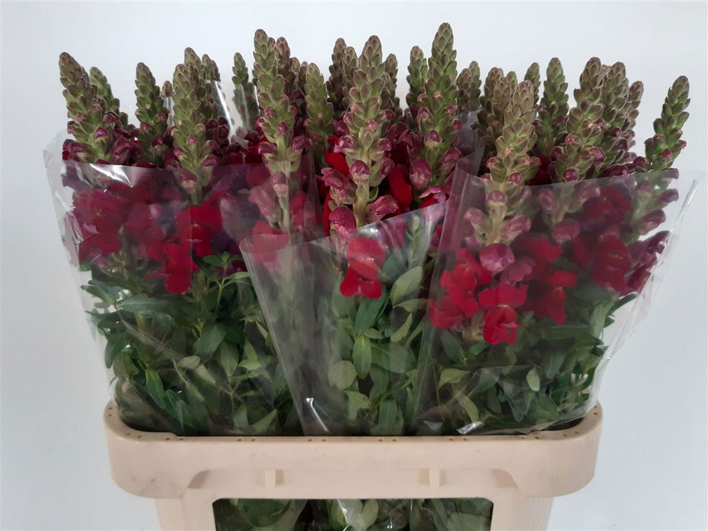 Snapdragon Antibes Red