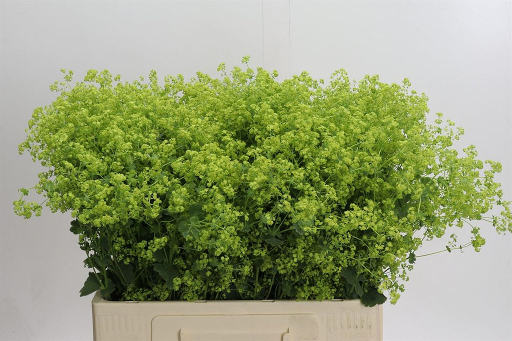Alchemilla mollis ‘Robustica’ Green Foliage Stems – 55cm